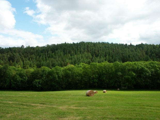 Waldflächen in Thüringen bei Stadtilm