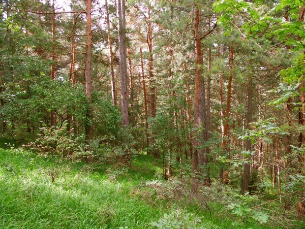 Waldgrundstücke Thüringen