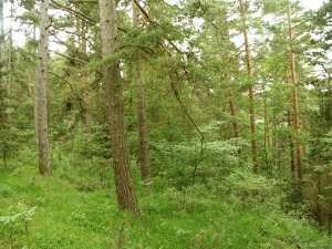 Waldfläche bei Stadtilm Thüringen