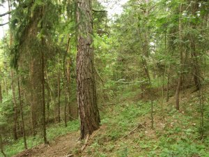 Wald in Thüringen zum Kaufen