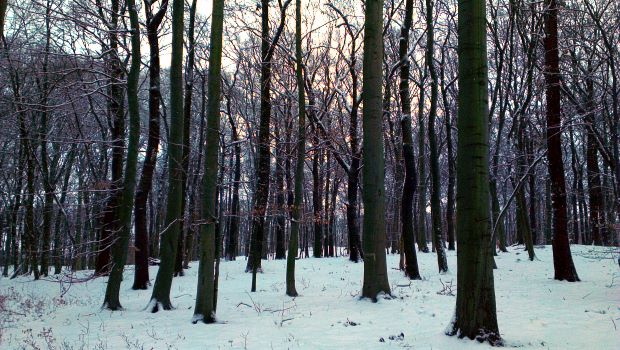 Wald-Bestand in Sachsen-Anhalt Buchenwald