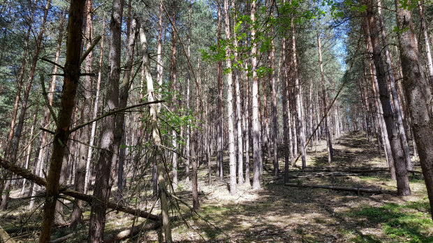 Baugrundst�ck bei Tangalle