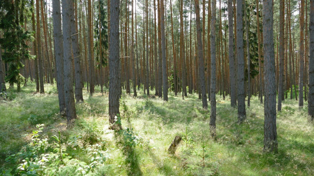 Wald der Gemeinde Uhlstädt-Kirchhasel