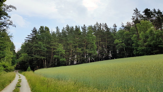 Waldfläche der Gemeinde Uhlstädt-Kirchhasel bei Rudolstadt
