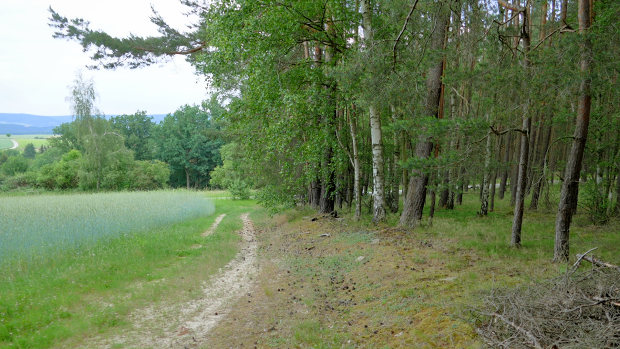 Waldfläch mit Kiefernbestand der Gemeinde Uhlstädt-Kirchhasel