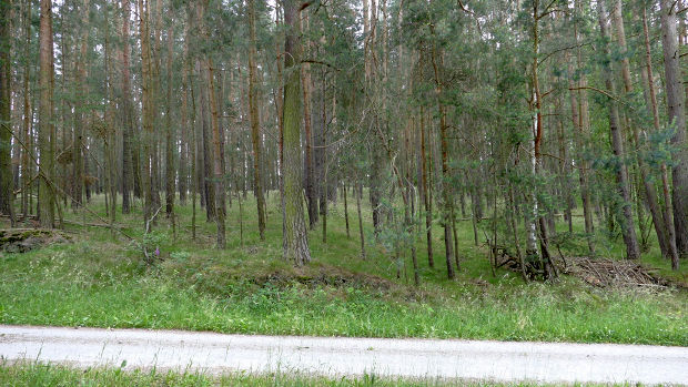 Waldfläche direkt an der Straße