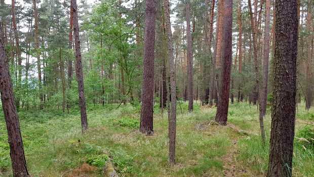 defektes Dach vom Ausbaus auf dem Bauland