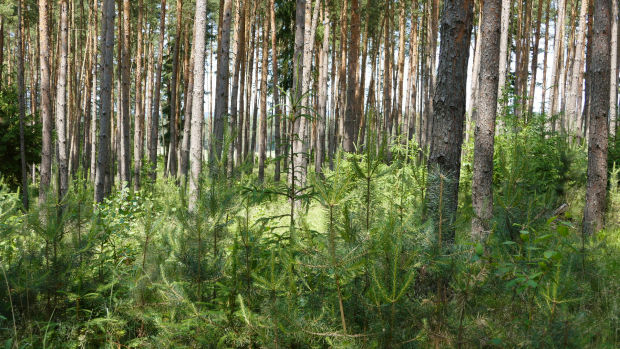 Strand Meer von Kreta unweit vom Bauland