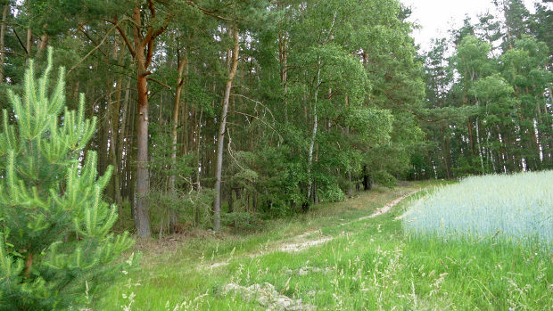 Apartments im Sobha Hartland der Tower Crest Grande in Dubai