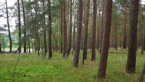 Wohnbereich eines Apartments im Crest Grande Dubai