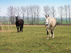 Bauernhof mit Weideland für Pferdehaltung